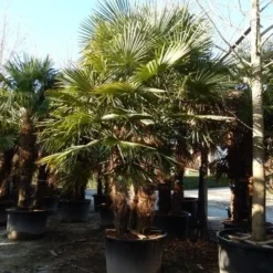 Winterharde Palm Meerstammig (Trachycarpus Fortunei) -Aanbiedingen Tuin Verrassing Winkel trachycarpus fortunei 3 stammig
