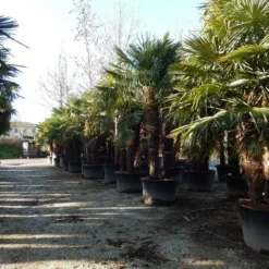 Winterharde Palm Meerstammig (Trachycarpus Fortunei) -Aanbiedingen Tuin Verrassing Winkel trachycarpus fortunei 3 stammig 2