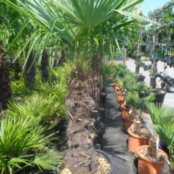 Winterharde Palm (Trachycarpus Fortunei) -Aanbiedingen Tuin Verrassing Winkel trachycarpus fortunei 80 100stam