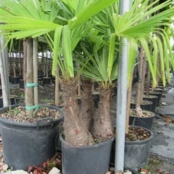 Winterharde Palm Meerstammig (Trachycarpus Fortunei) -Aanbiedingen Tuin Verrassing Winkel trachycarpus fortunei multistam