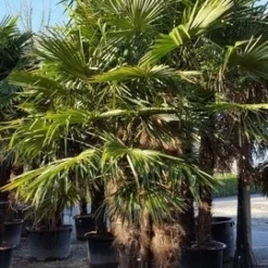 Winterharde Palm Meerstammig (Trachycarpus Fortunei) -Aanbiedingen Tuin Verrassing Winkel trachycarpus meerstammig