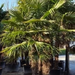 Winterharde Palm Meerstammig (Trachycarpus Fortunei) -Aanbiedingen Tuin Verrassing Winkel trachycarpus meerstammig 2