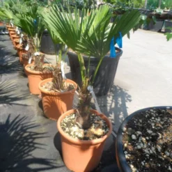 Winterharde Palm (Trachycarpus Wagnerianus) -Aanbiedingen Tuin Verrassing Winkel trachycarpus wagnerianum 30stam c25 1