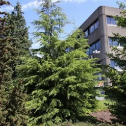 Westelijke Hemlockspar (Tsuga Heterophylla) -Aanbiedingen Tuin Verrassing Winkel tsuga heterophylla