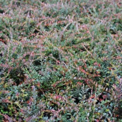 Veenbes (Vaccinium Macrocarpon Cranberry) -Aanbiedingen Tuin Verrassing Winkel vaccinium macrocarpon