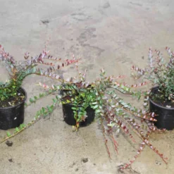 Veenbes (Vaccinium Macrocarpon Cranberry) -Aanbiedingen Tuin Verrassing Winkel vaccinium macrocarpon 2