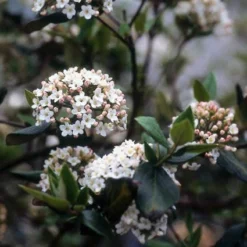 Sneeuwbal (Viburnum Burkwoodii) -Aanbiedingen Tuin Verrassing Winkel viburkwo 14