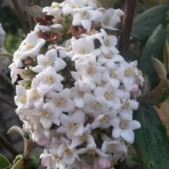 Sneeuwbal (Viburnum Burkwoodii) -Aanbiedingen Tuin Verrassing Winkel viburnum burkwoodii2