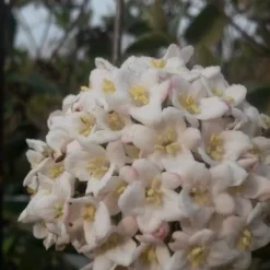 Sneeuwbal (Viburnum Burkwoodii) -Aanbiedingen Tuin Verrassing Winkel viburnum burkwoodii3