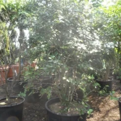 Sneeuwbal (Viburnum Burkwoodii) -Aanbiedingen Tuin Verrassing Winkel viburnum burkwoodii 200 250 300 c240