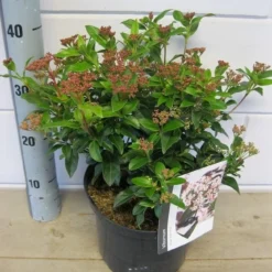 Groenblijvende Sneeuwbal (Viburnum Tinus 'Eve Price') -Aanbiedingen Tuin Verrassing Winkel viburnum eve price c5 6 11 2018 2