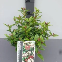 Groenblijvende Sneeuwbal (Viburnum Tinus 'Eve Price') -Aanbiedingen Tuin Verrassing Winkel viburnum tinus eve price