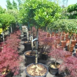 Sneeuwbal Op Stam (Viburnum Tinus 'Eve Price') -Aanbiedingen Tuin Verrassing Winkel viburnum tinus eve price 100 110stam c35