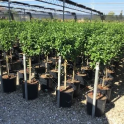 Sneeuwbal Op Stam (Viburnum Tinus 'Eve Price') -Aanbiedingen Tuin Verrassing Winkel viburnum tinus eve price 50cm stem