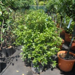 Groenblijvende Sneeuwbal (Viburnum Tinus 'Eve Price') -Aanbiedingen Tuin Verrassing Winkel viburnum tinus eve price 80 100 c20
