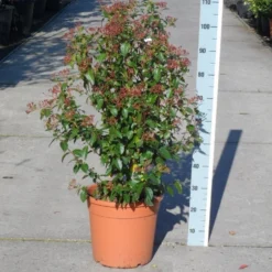 Groenblijvende Sneeuwbal (Viburnum Tinus 'Eve Price') -Aanbiedingen Tuin Verrassing Winkel viburnum tinus eve price 80 100 c20