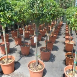Sneeuwbal Op Stam (Viburnum Tinus 'Eve Price') -Aanbiedingen Tuin Verrassing Winkel viburnum tinus eve price 80stam c20