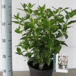 Groenblijvende Sneeuwbal (Viburnum Tinus 'Eve Price') -Aanbiedingen Tuin Verrassing Winkel viburnum tinus eve price c3 september 2
