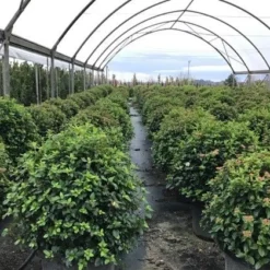 Sneeuwbal Als Bolvorm (Viburnum Tinus 'Eve Price') -Aanbiedingen Tuin Verrassing Winkel viburnumtinuseveprice