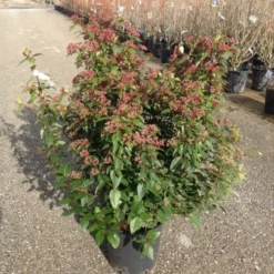 Sneeuwbal Als Bolvorm (Viburnum Tinus 'Spirit') -Aanbiedingen Tuin Verrassing Winkel viburnumtinusspiritbol01