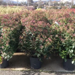 Sneeuwbal Als Bolvorm (Viburnum Tinus 'Spirit') -Aanbiedingen Tuin Verrassing Winkel viburnumtinusspiritbol02