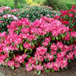 Dwergrhododendron (Rhododendron 'Morgenrot')