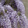 Blauweregen (Wisteria Floribunda 'Domino')