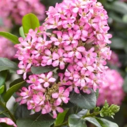 Escallonia (Escallonia 'Pink Elle') -Aanbiedingen Tuin Verrassing Winkel visi150248