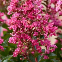 Lagerstroemia Als Halfstam (Lagerstroemia Indica 'Berry Dazzle')
