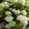 Hortensia (Hydrangea 'BellaRagazza Limetta')