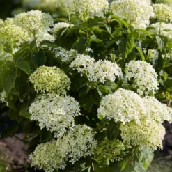 Hortensia (Hydrangea 'BellaRagazza Limetta')