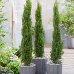 Italiaanse Cypres (Cupressus Sempervirens 'Stricta') -Aanbiedingen Tuin Verrassing Winkel visi198161 1 1