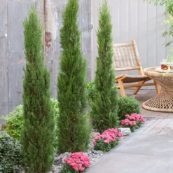 Italiaanse Cypres (Cupressus Sempervirens 'Stricta') -Aanbiedingen Tuin Verrassing Winkel visi198162 1 1