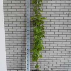 Sierdruif (Vitis Coignetiae) -Aanbiedingen Tuin Verrassing Winkel vitis coignetiae 175 200 c10