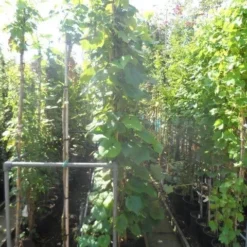 Sierdruif (Vitis Coignetiae) -Aanbiedingen Tuin Verrassing Winkel vitis coignetiae 200 250 300 c20