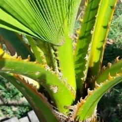 Washingtonia (Washingtonia Robusta) -Aanbiedingen Tuin Verrassing Winkel washingtoniarobusta04