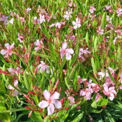Roze Oleander (Nerium Oleander) -Aanbiedingen Tuin Verrassing Winkel whatsapp image 2022 06 09 at 10.59.18 am