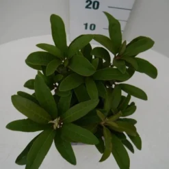 Rhododendron (Rhododendron 'Wilgen's Ruby') -Aanbiedingen Tuin Verrassing Winkel wilgens ruby c2 boven