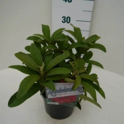 Rhododendron (Rhododendron 'Wilgen's Ruby') -Aanbiedingen Tuin Verrassing Winkel wilgens ruby c2 zij