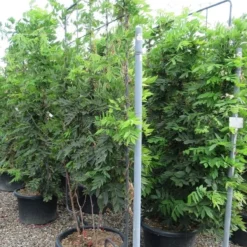 Blauwe Regen Als Leivorm (Wisteria Brachybotrys 'Yokohama Fuji') 16 Blauwe Regen Als Leivorm (Wisteria Brachybotrys 'Yokohama Fuji') -Aanbiedingen Tuin Verrassing Winkel wisteria 110x180 leivorm