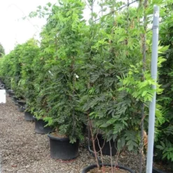 Blauwe Regen Als Leivorm (Wisteria Brachybotrys 'Yokohama Fuji') 15 Blauwe Regen Als Leivorm (Wisteria Brachybotrys 'Yokohama Fuji') -Aanbiedingen Tuin Verrassing Winkel wisteria 110x180 leivorm 2