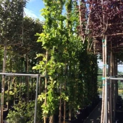 Blauwe Regen (Wisteria Sinensis 'Prolific') -Aanbiedingen Tuin Verrassing Winkel wisteria 300 400