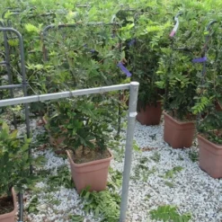 Blauwe Regen Als Leivorm (Wisteria Brachybotrys 'Yokohama Fuji') 14 Blauwe Regen Als Leivorm (Wisteria Brachybotrys 'Yokohama Fuji') -Aanbiedingen Tuin Verrassing Winkel wisteria 52x110 leivorm