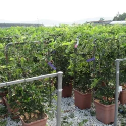 Blauwe Regen Als Leivorm (Wisteria Brachybotrys 'Yokohama Fuji') 13 Blauwe Regen Als Leivorm (Wisteria Brachybotrys 'Yokohama Fuji') -Aanbiedingen Tuin Verrassing Winkel wisteria 52x110 leivorm 2