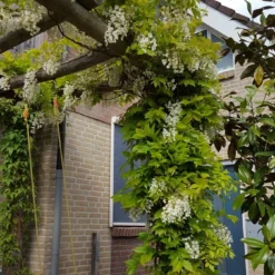 Japanse Blauwe Regen, Wit (Wisteria Floribunda 'Alba') -Aanbiedingen Tuin Verrassing Winkel wisteria f. long. alba