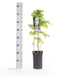 Japanse Blauwe Regen, Wit (Wisteria Floribunda 'Alba') -Aanbiedingen Tuin Verrassing Winkel wisteria floribunda alba