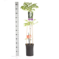 Japanse Blauwe Regen, Wit (Wisteria Floribunda 'Alba') -Aanbiedingen Tuin Verrassing Winkel wisteria floribunda alba 1.00 1.25