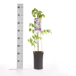 Blauwe Regen, Roze (Wisteria Floribunda 'Rosea') -Aanbiedingen Tuin Verrassing Winkel wisteria floribunda rosea