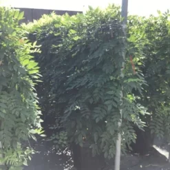 Blauwe Regen Als Leivorm (Wisteria Brachybotrys 'Yokohama Fuji') 12 Blauwe Regen Als Leivorm (Wisteria Brachybotrys 'Yokohama Fuji') -Aanbiedingen Tuin Verrassing Winkel wisteria lage leivorm 2