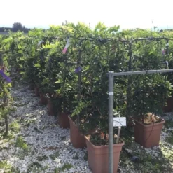 Blauwe Regen Als Leivorm (Wisteria Brachybotrys 'Yokohama Fuji') 11 Blauwe Regen Als Leivorm (Wisteria Brachybotrys 'Yokohama Fuji') -Aanbiedingen Tuin Verrassing Winkel wisteria lage leivorm c18